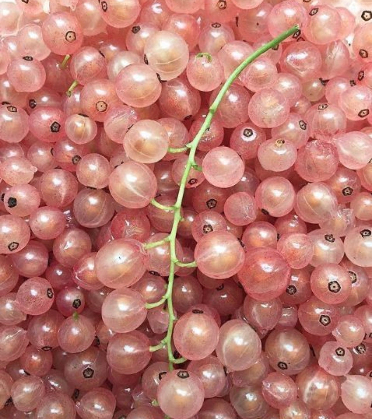 glazed raspberry